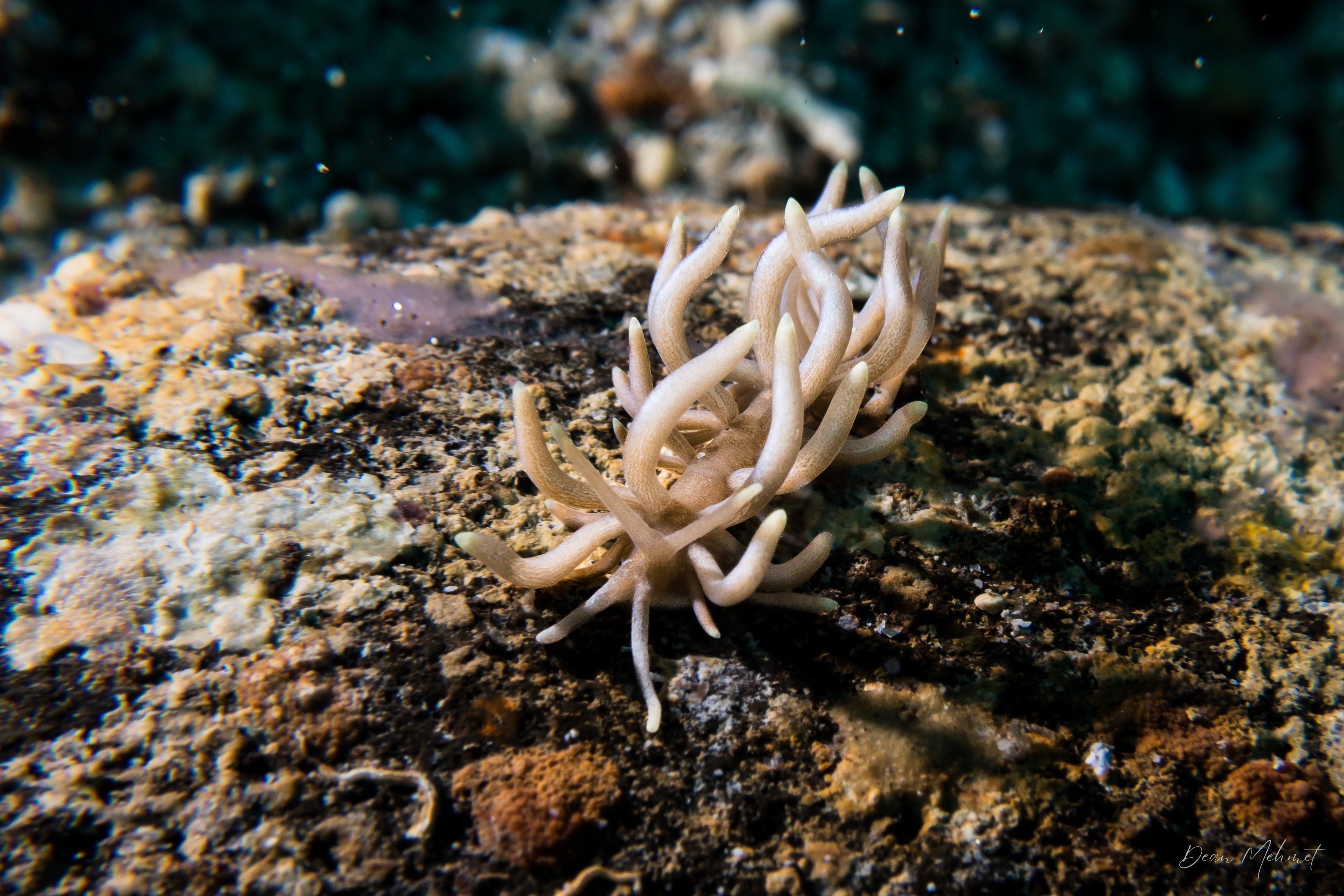 Yellow-tipped Phyllodesmium