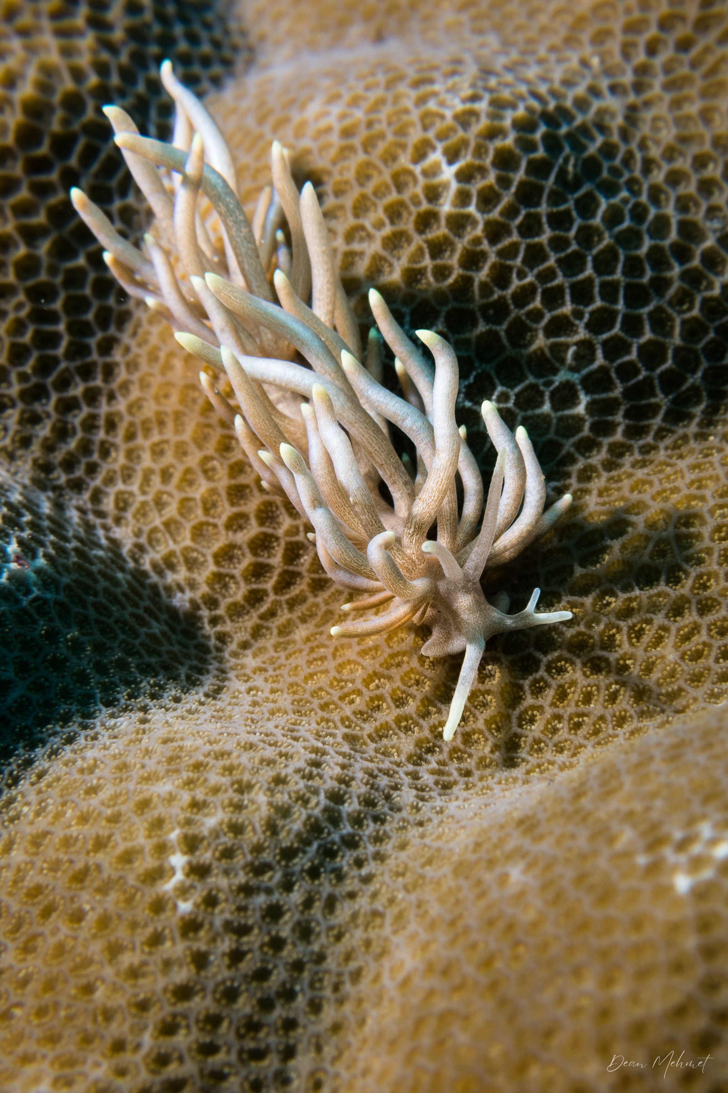 Yellow-tipped Phyllodesmium