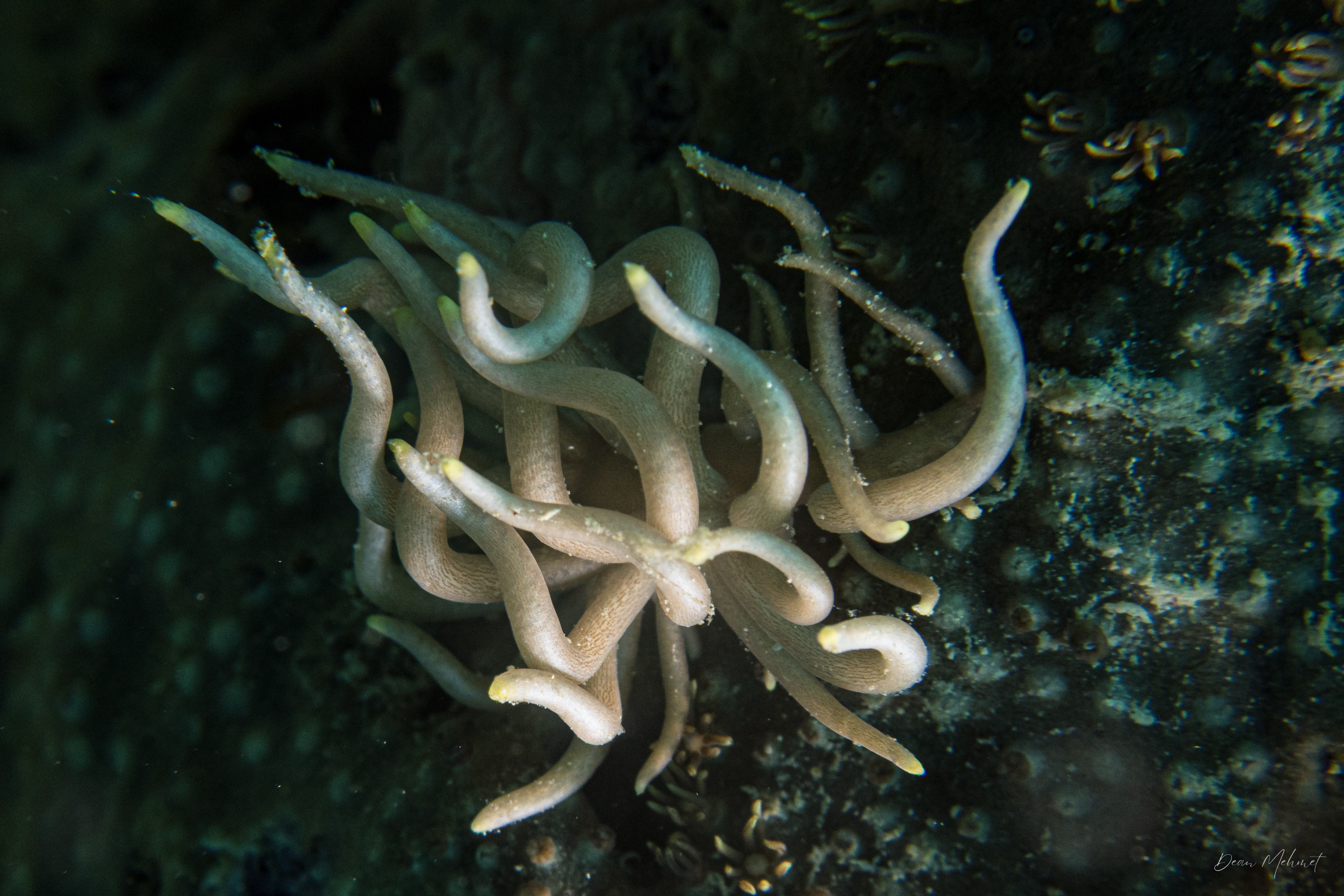 Yellow-tipped Phyllodesmium