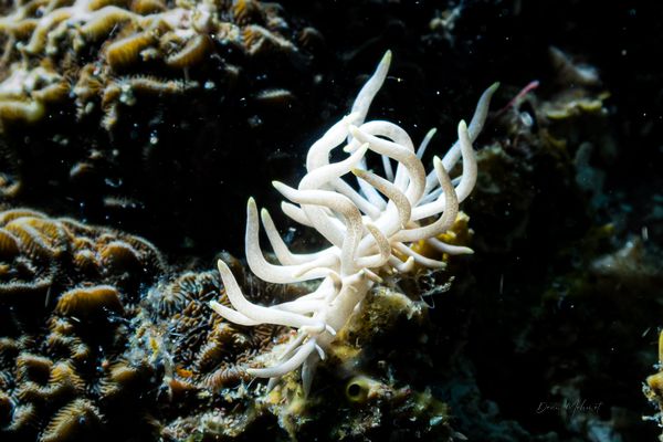Yellow-tipped Phyllodesmium - Photo 2