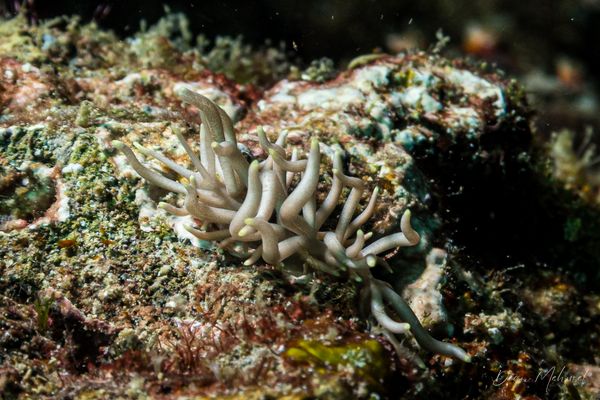 Yellow-tipped Phyllodesmium - Puerto Galera - 21 May 2026 - Dive 1 - Ernie's Point