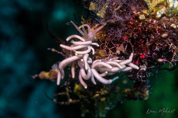 Yellow-tipped Phyllodesmium