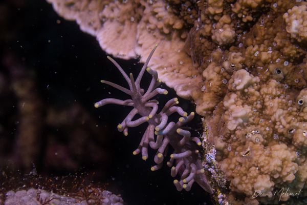 Yellow-tipped Phyllodesmium - Dauin - 7 June 2026 - Dive 1 - Largahan