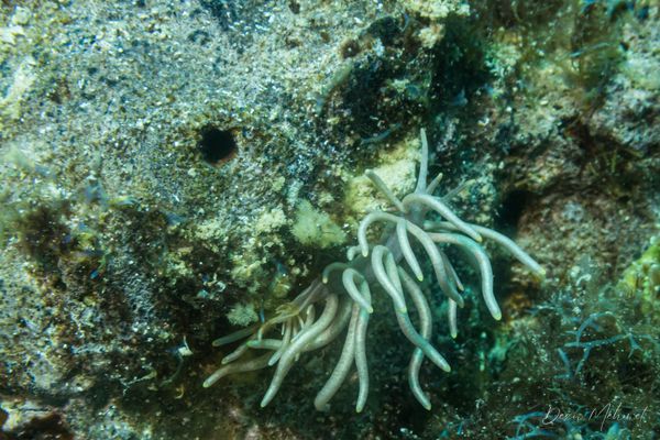 Yellow-tipped Phyllodesmium - Dauin - 7 June 2026 - Dive 1 - Largahan