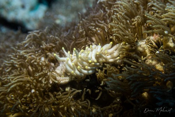 Yellow-tipped Phyllodesmium - Dauin - 7 June 2026 - Dive 2 - Katipanan