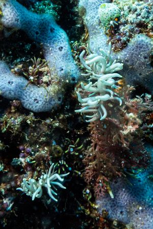 Yellow-tipped Phyllodesmium