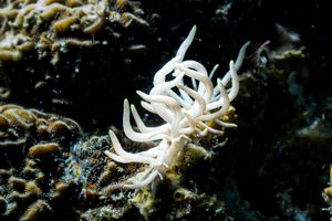 Yellow-tipped Phyllodesmium