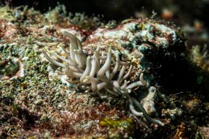 Yellow-tipped Phyllodesmium