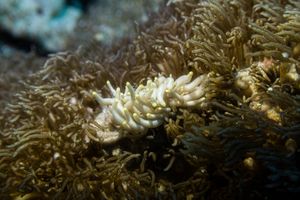 Yellow-tipped Phyllodesmium