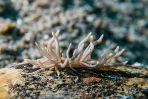 Yellow-tipped Phyllodesmium