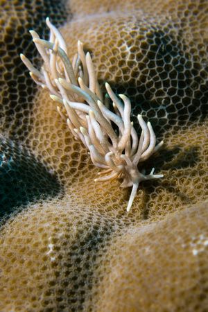 Yellow-tipped Phyllodesmium