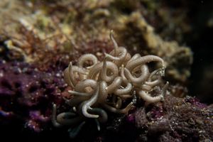 Yellow-tipped Phyllodesmium