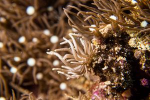 Yellow-tipped Phyllodesmium