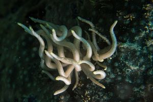 Yellow-tipped Phyllodesmium