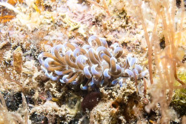 Phyllodesmium macphersonae - Photo 1