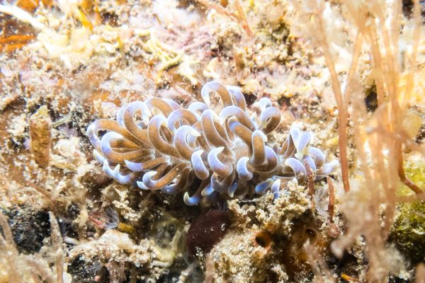 Phyllodesmium macphersonae - Photo 2