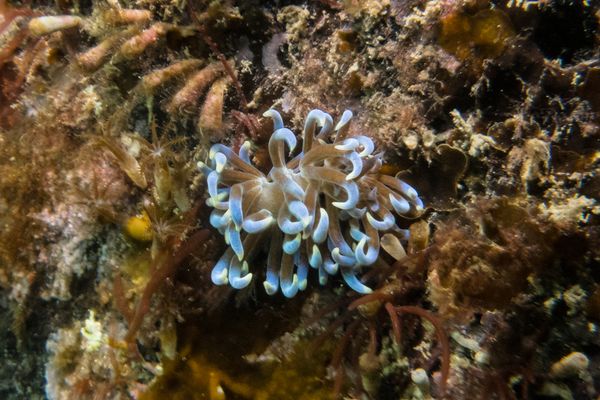 Phyllodesmium macphersonae - Photo 4