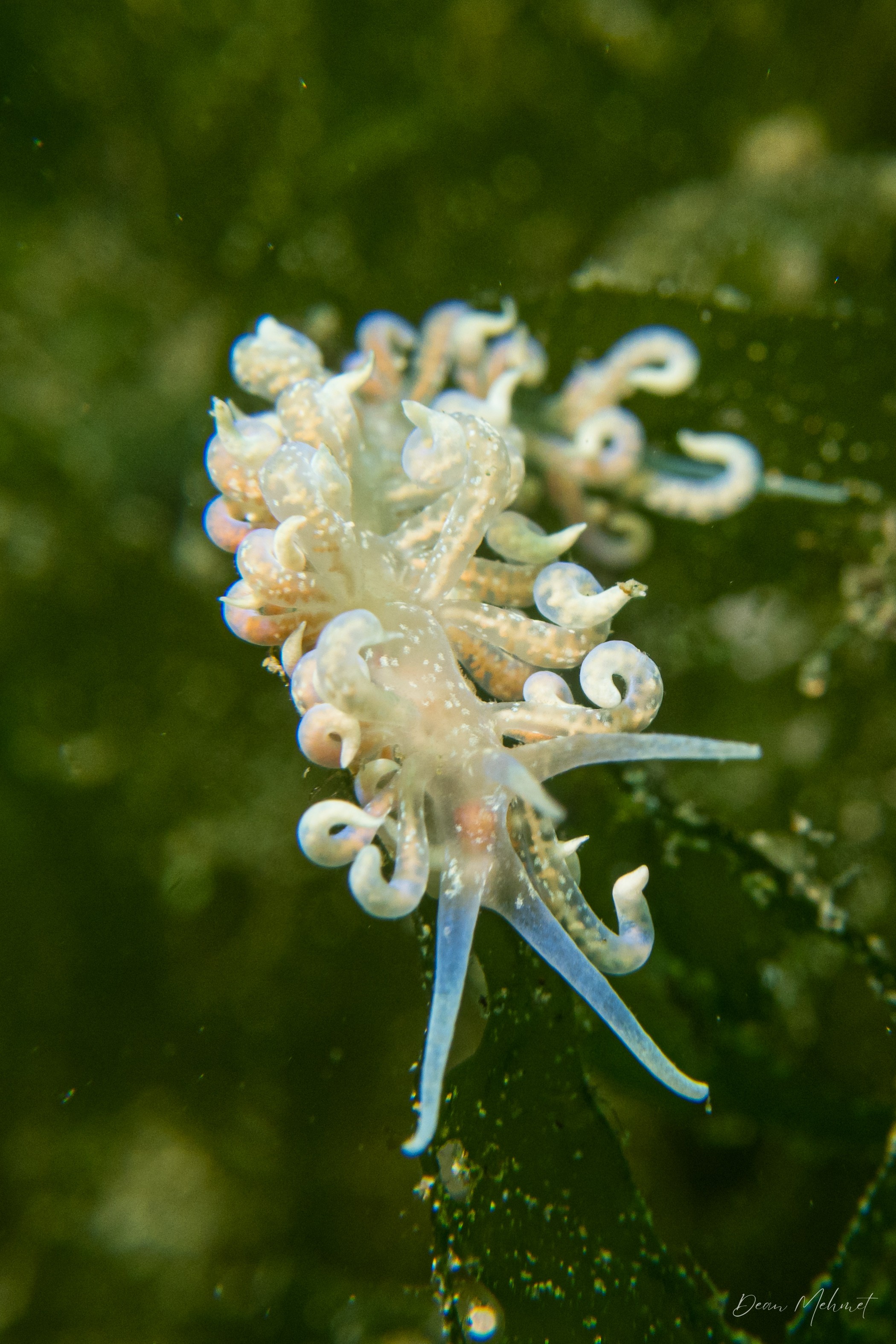 Poindimie's Phyllodesmium