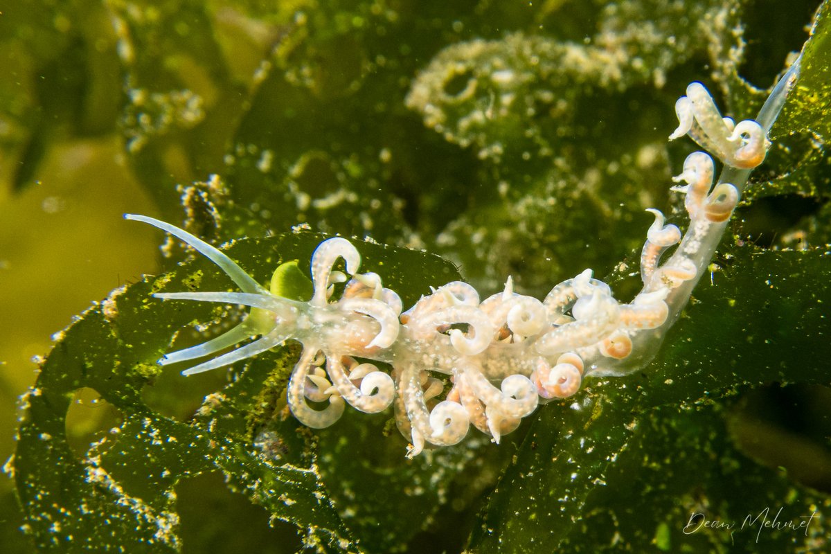 Poindimie's Phyllodesmium hero image