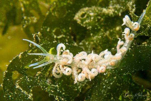Poindimie's Phyllodesmium