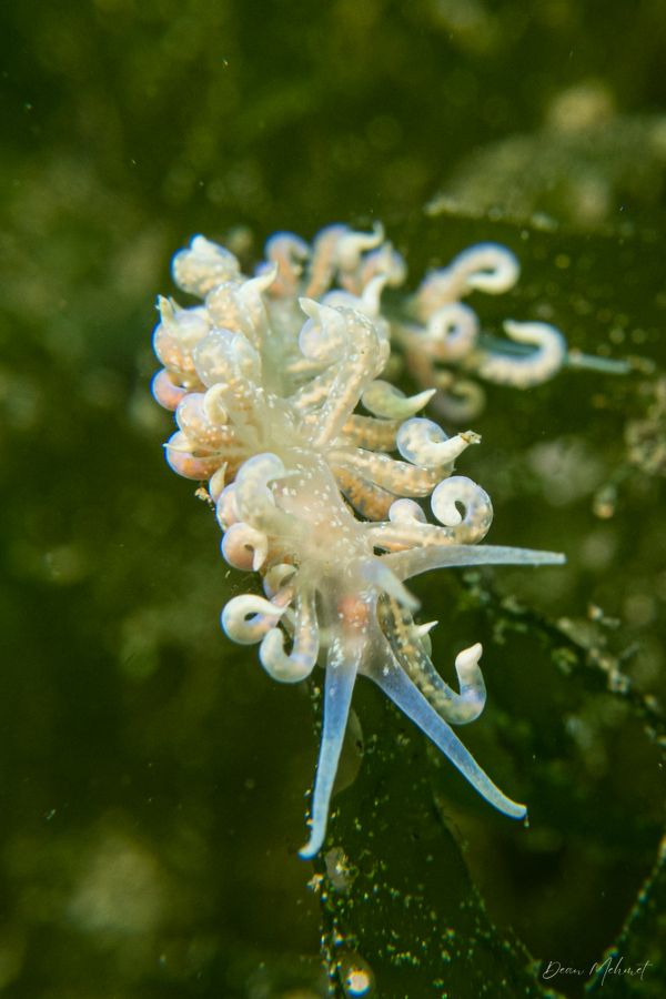 Poindimie's Phyllodesmium