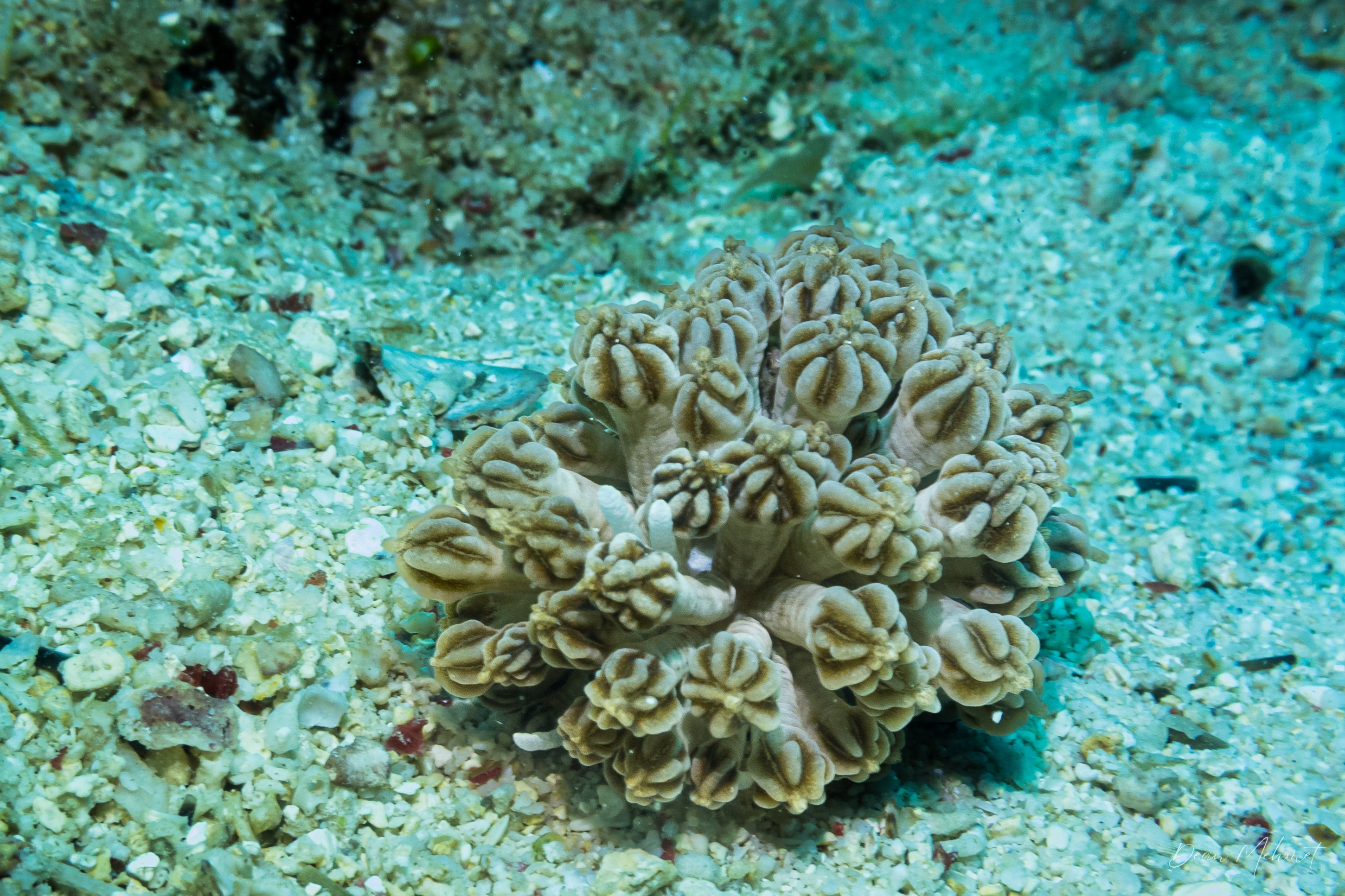 Mimic Nudibranch