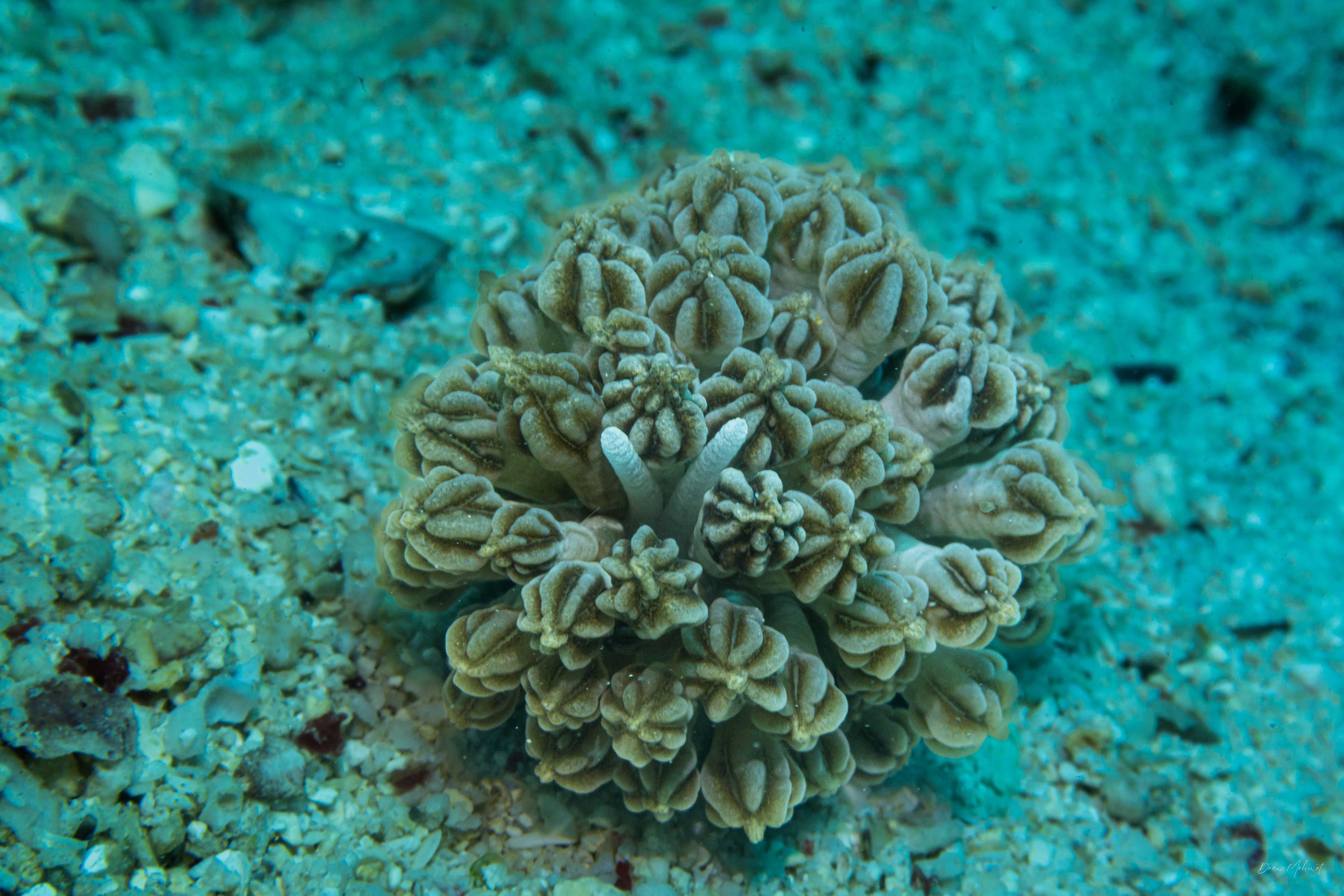 Mimic Nudibranch