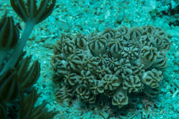 Mimic Nudibranch