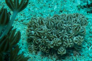 Mimic Nudibranch