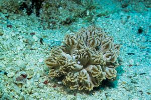 Mimic Nudibranch