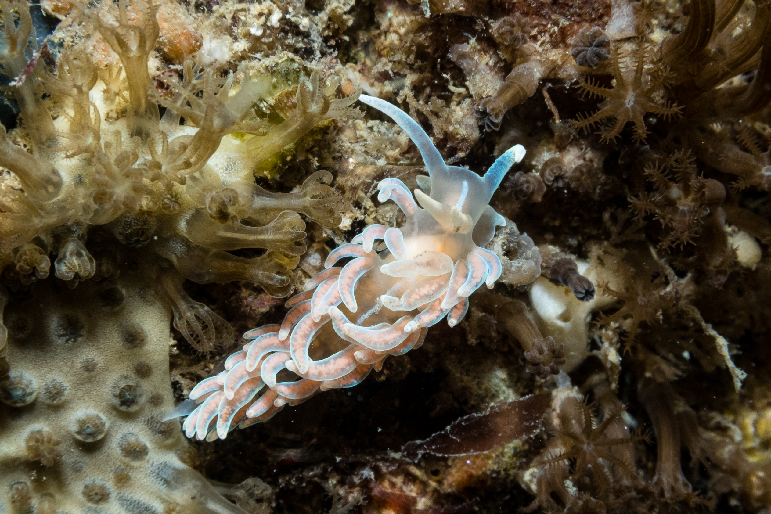 made-up phyllodesmium