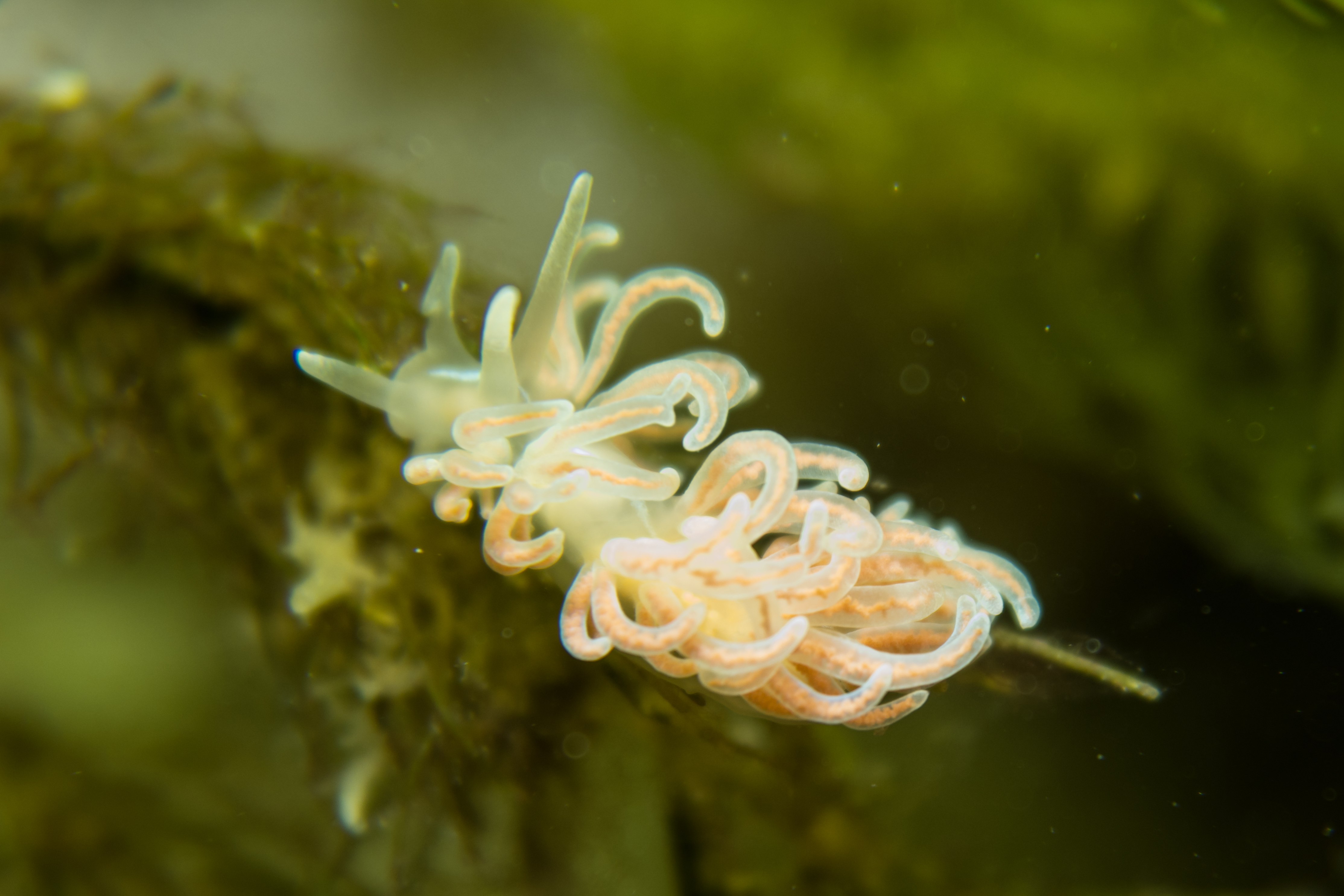 made-up phyllodesmium