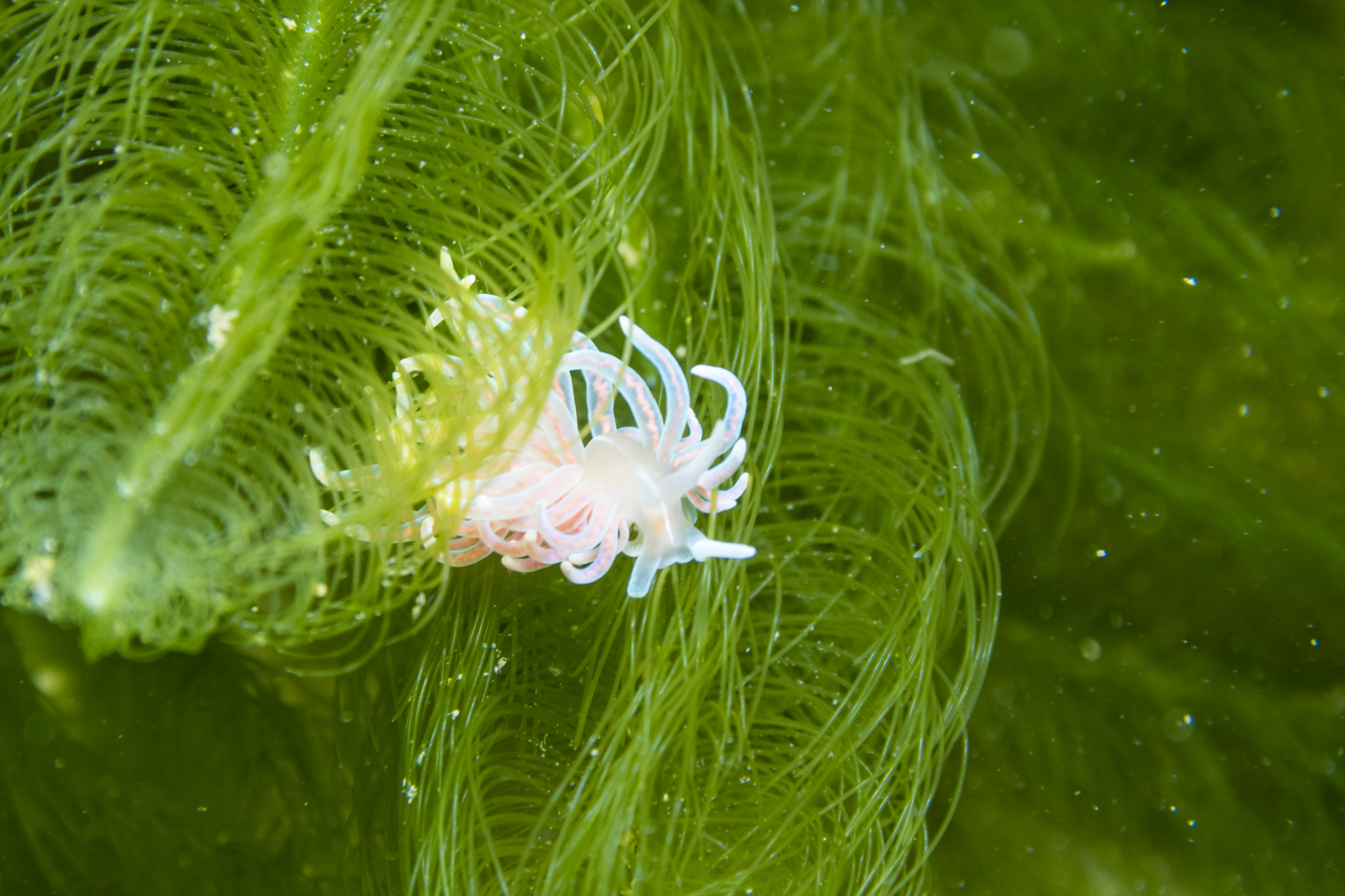 made-up phyllodesmium