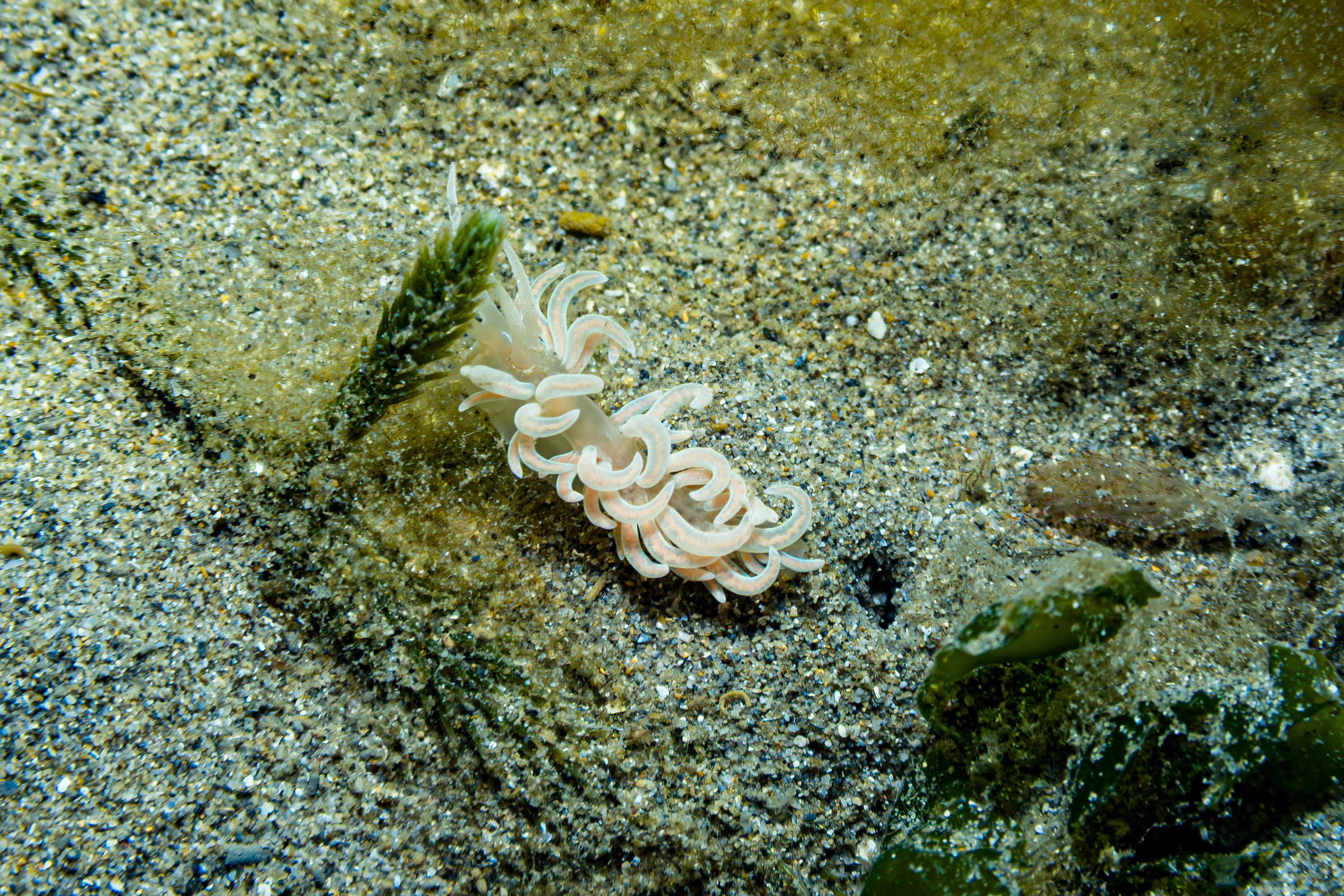 made-up phyllodesmium