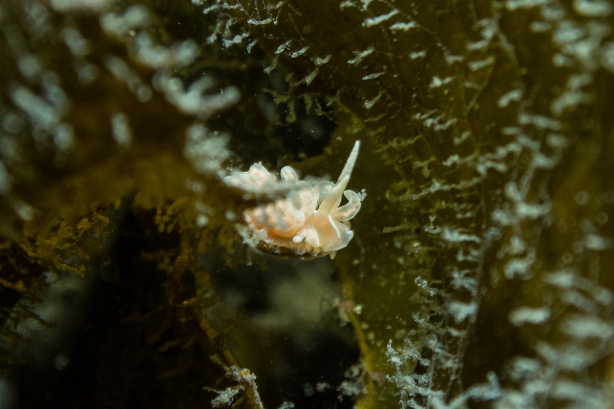 made-up phyllodesmium hero image