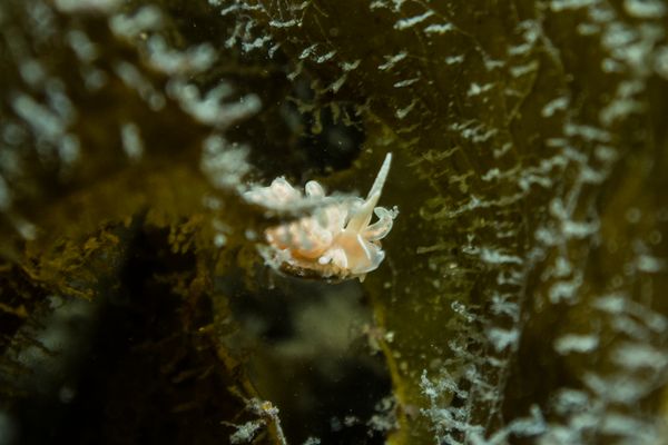 made-up phyllodesmium