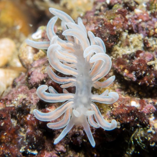 made-up phyllodesmium - Photo 6