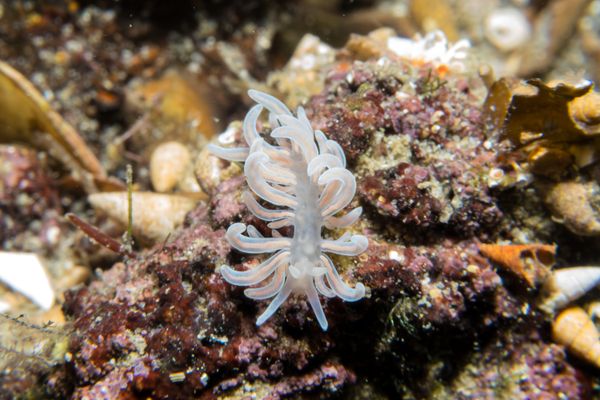 made-up phyllodesmium - Photo 7