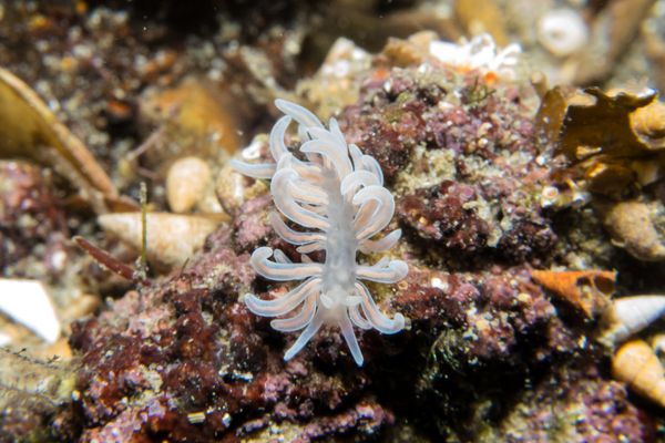 made-up phyllodesmium - Photo 8