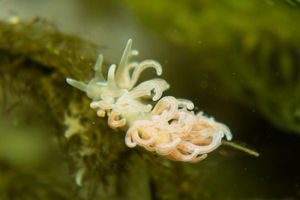made-up phyllodesmium