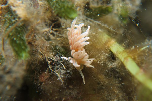 made-up phyllodesmium