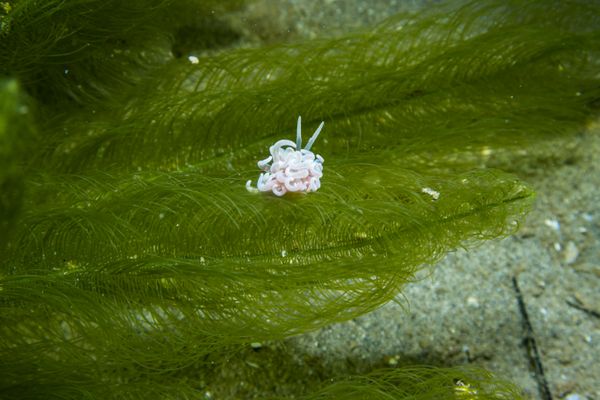 made-up phyllodesmium