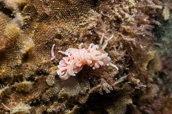 made-up phyllodesmium