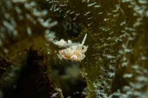 made-up phyllodesmium