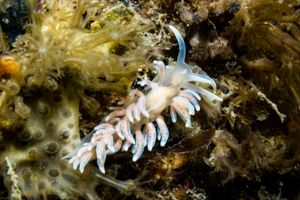 made-up phyllodesmium