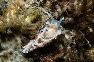made-up phyllodesmium