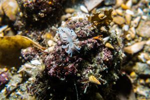 made-up phyllodesmium