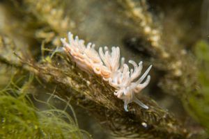 made-up phyllodesmium