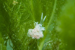 made-up phyllodesmium