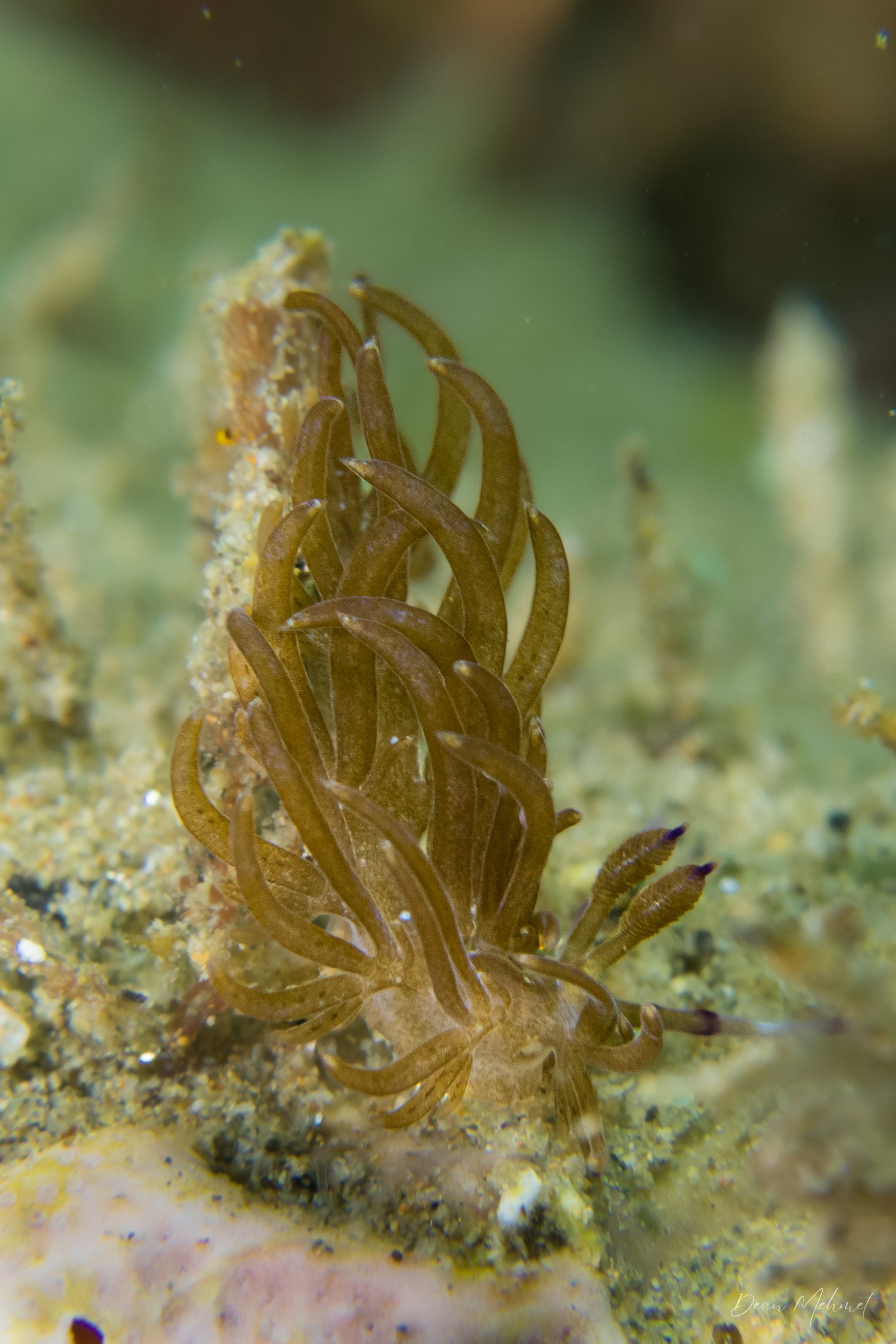 Phyllodesmium sp.